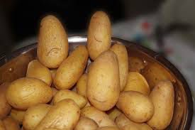 Bio Frühkartoffeln vorwiegend festkochend. Sorte : Annabelle
