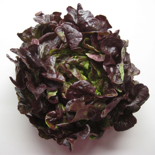 Bio Eichblatt Salat Rot
