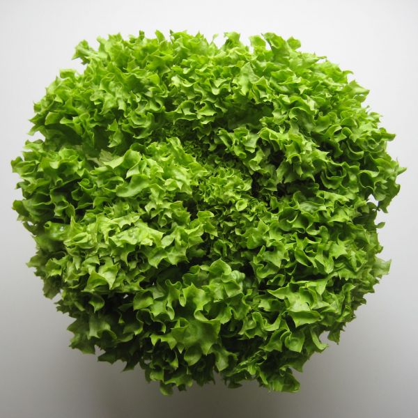 Bio Lollo Bionda Salat ( grün)