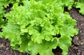 Bio Batavia Salat grün