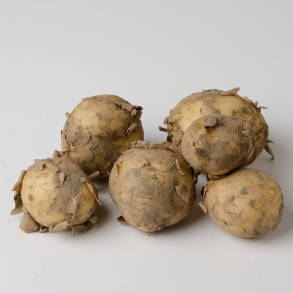 Bio Frühkartoffeln festkochend. Sorte : Maries Peer