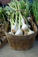 Grünknoblauch Grünknoblauch