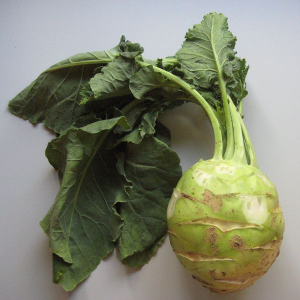 Kohlrabi Superschmelz ca. 1-1,5 kg