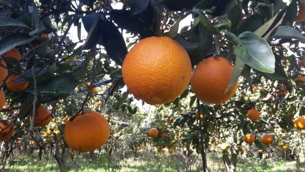 Orangen "Merlin"