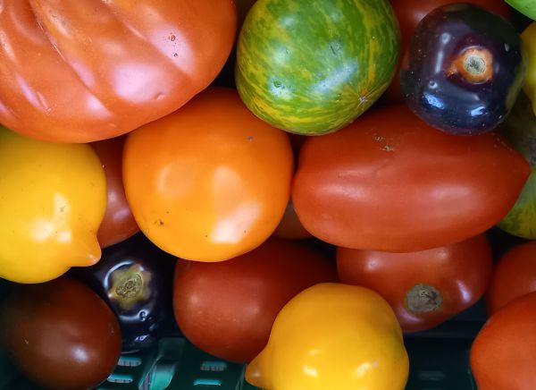 Tomaten, bunte Vielfalt