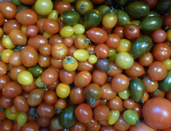 Cocktailtomaten bunt
