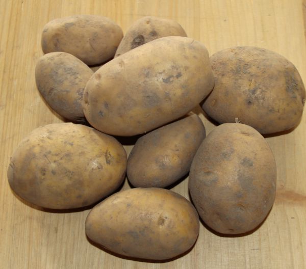Kartoffel mehlig