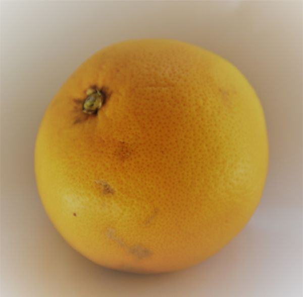 Grapefruit rot