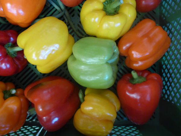 Paprika gelb