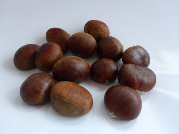 Esskastanien