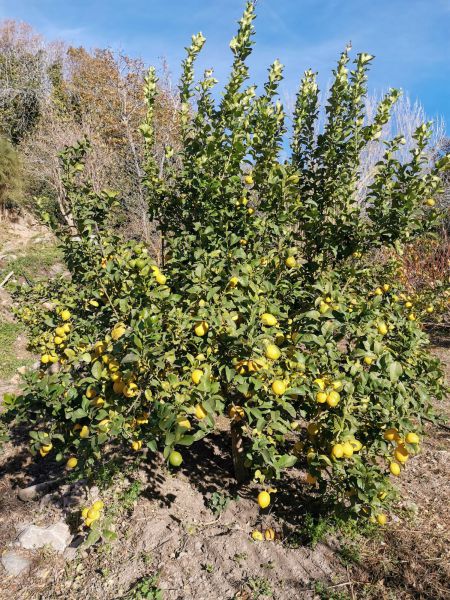 Zitronen (Vorbestellung bis 23.12. - Lieferung voraussichtlich Ende Jänner)