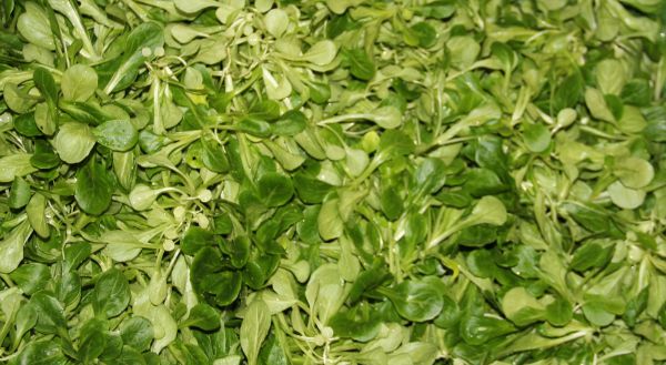 Vogerlsalat lose (Feldsalat)