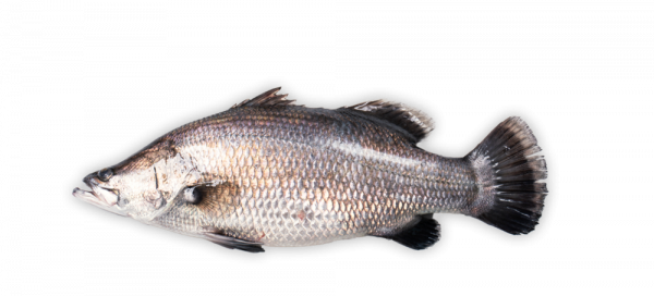 Steirer Branzino - küchenfertig (Bestellung bis 29.4. - Lieferung am 9.5.25)