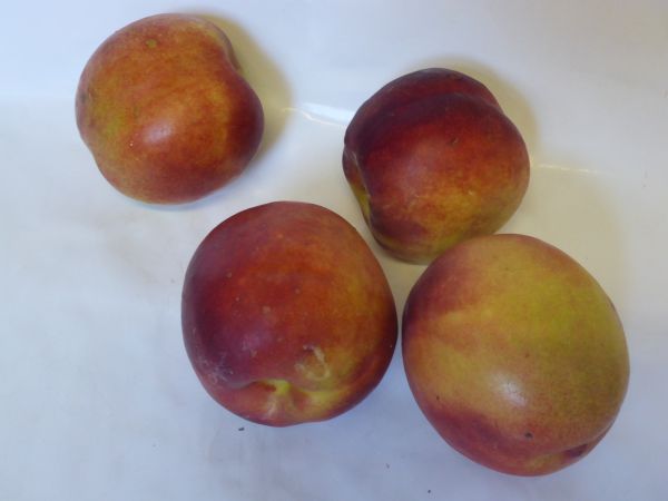 Nektarinen