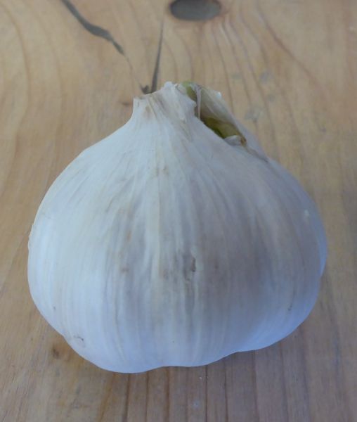 Knoblauch