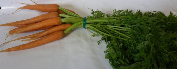 Karotten frisch