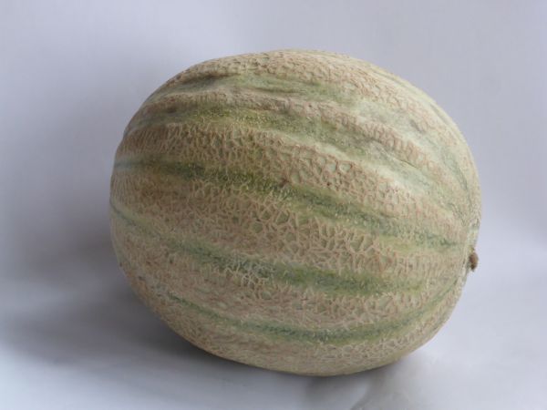 Melone Cantaloupe/Zuckermelone