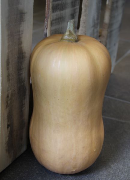 Kürbis Butternuss