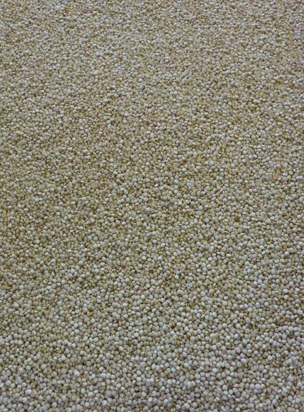 Quinoa