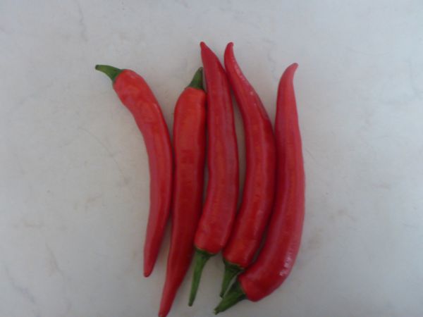 Chili