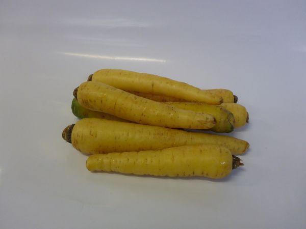 Karotten gelb