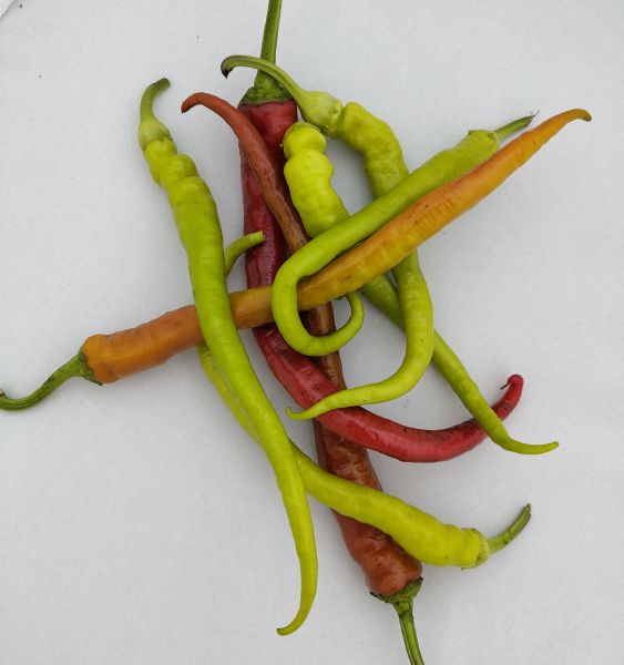 Spiralpfefferoni grün