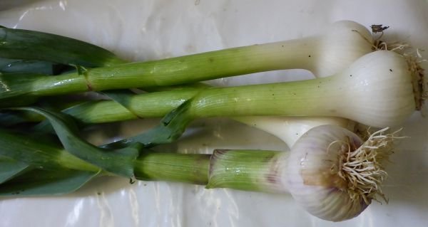 Knoblauch frisch