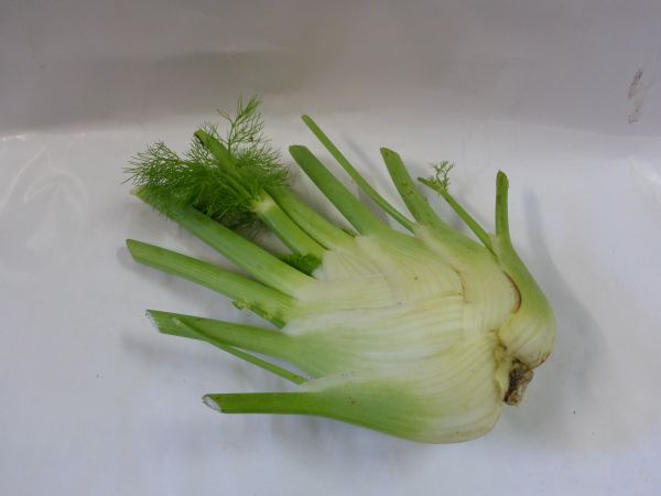 Knollenfenchel