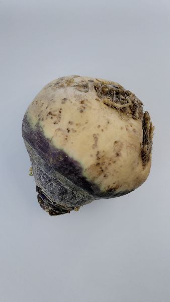 Kohlrübe