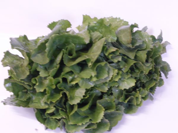 Endivie