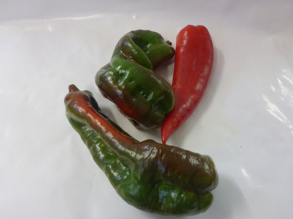 Spitzpaprika bunt