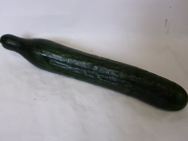Salatgurke