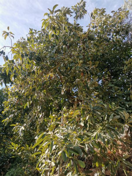 Avocados (Vorbestellung bis 23.12. - Lieferung voraussichtlich Ende Jänner)