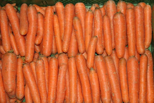 Karotten frisch