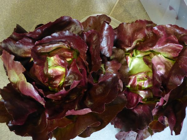 Kopfsalat