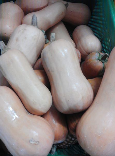 Kürbis Butternut