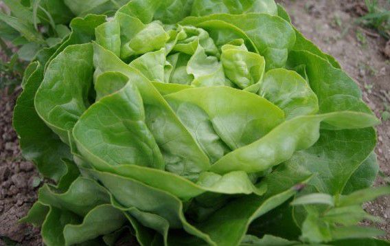 Kopfsalat