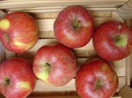 Apfel Beutelsbacher Rambur