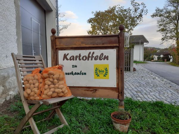 Speisekartoffel Sorte Ditta