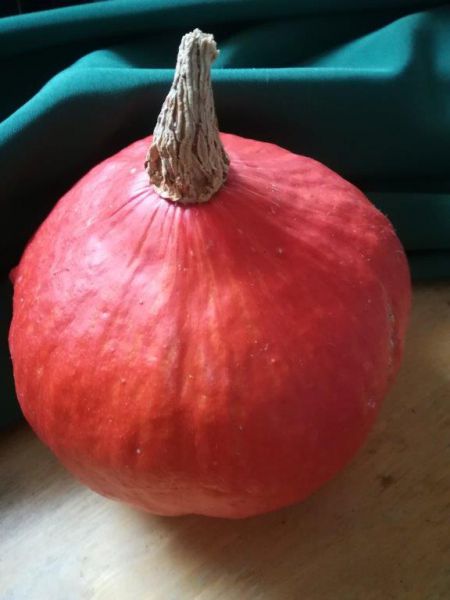 Kürbis Hokkaido (ca. 3 kg)