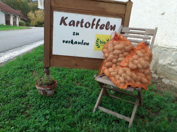 Speisekartoffel Sorte Otolia