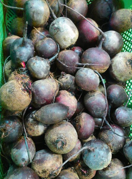 Rote Beete rund