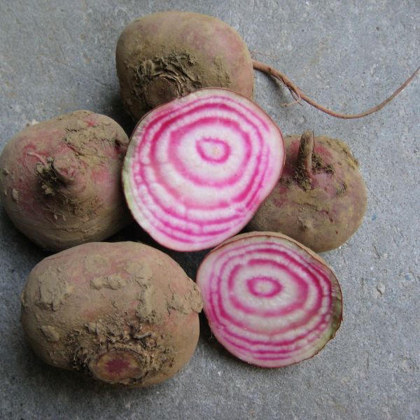 Rote Beete rot-weiß