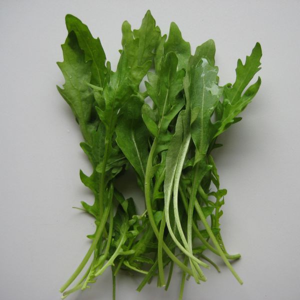 Ruccola