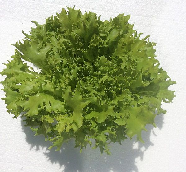 Salanova grün