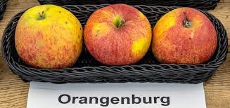 Äpfel Orangenburg 5 kg Mehrwegkiste