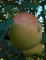 Äpfel Schöner von Wiltshire