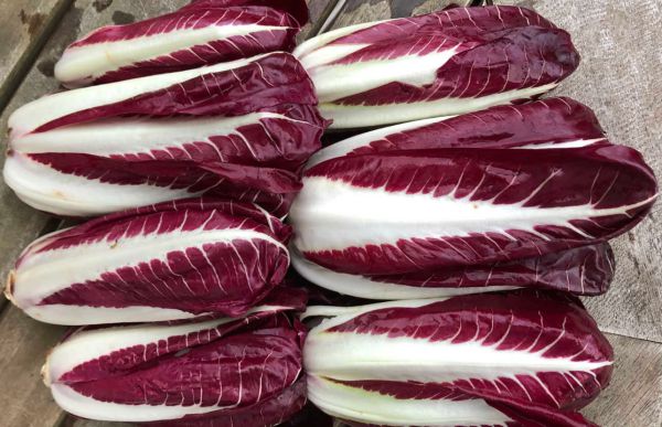 Bio Radicchio Treviso