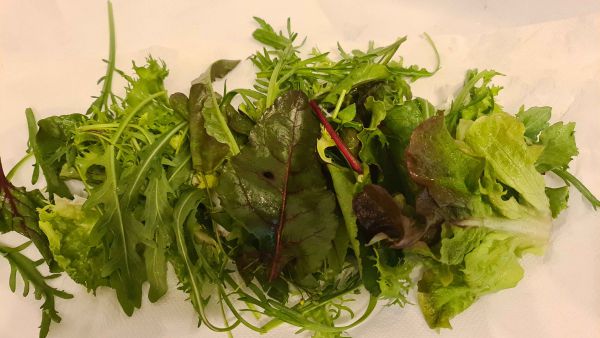 Bio Blattsalat-Mix – jetzt neu!