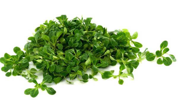 Bio Vogerlsalat (Tasse)